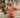 Tangerine Mini Dress
